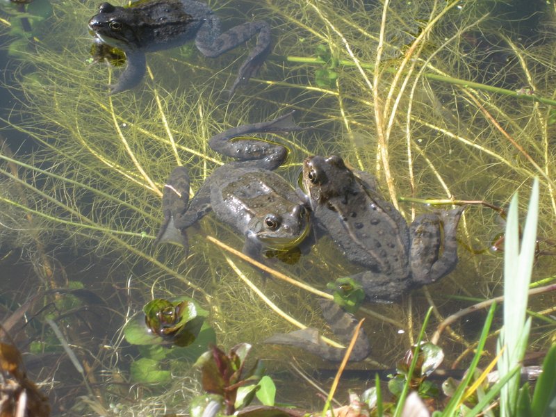 Froschprojekt der 1a